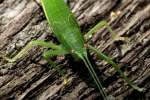 Common True Katydid Nymph