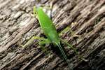 Common True Katydid Nymph