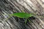 Common True Katydid Nymph