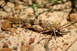 Pallid-winged Grasshopper