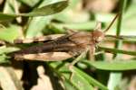 Carolina Locust