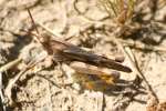 Carolina Locust