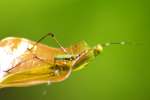 Scudder's Bush Katydid Nymph