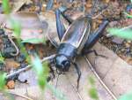 Fall Field Cricket