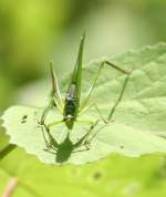 Oblong-winged Katydid