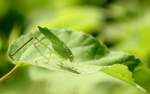 Oblong-winged Katydid