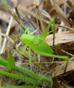 Katydid