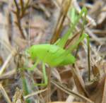 Katydid