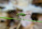 Scudder's Bush Katydid Nymph