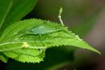 Common True Katydid Nymph