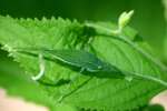 Common True Katydid Nymph