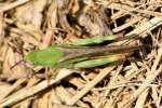 Grasshopper