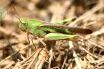 Grasshopper