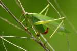 Fork-tailed Katydid