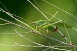 Fork-tailed Bush Katydid