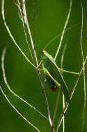 Fork-tailed Bush Katydid