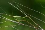 Fork-tailed Bush Katydid