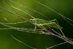 Fork-tailed Bush Katydid