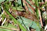 Northern Mole Cricket