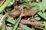 Northern Mole Cricket