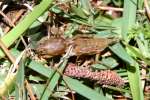 Northern Mole Cricket