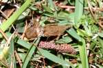 Northern Mole Cricket