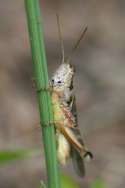 Grasshopper