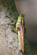 Obscure Bird Grasshopper