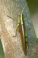 Obscure Bird Grasshopper