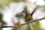 Ruby-throated Hummingbird