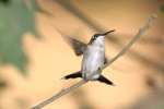 Ruby-throated Hummingbird