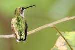 Ruby-throated Hummingbird