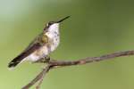 Ruby-throated Hummingbird