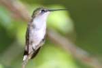 Ruby-throated Hummingbird