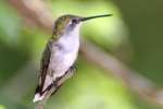 Ruby-throated Hummingbird