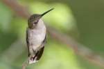 Ruby-throated Hummingbird