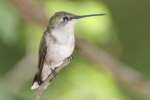 Ruby-throated Hummingbird