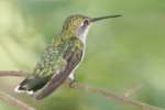 Ruby-throated Hummingbird