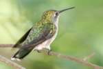 Ruby-throated Hummingbird