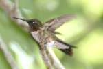 Ruby-throated Hummingbird