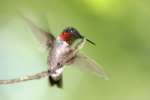 Ruby-throated Hummingbird