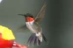 Ruby-throated Hummingbird