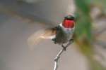 Ruby-throated Hummingbird