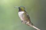 Ruby-throated Hummingbird