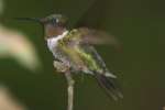 Ruby-throated Hummingbird