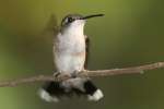 Ruby-throated Hummingbird