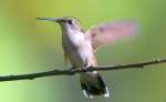 Ruby-throated Hummingbird