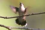 Ruby-throated Hummingbird