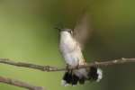 Ruby-throated Hummingbird