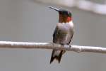 Ruby-throated Hummingbird